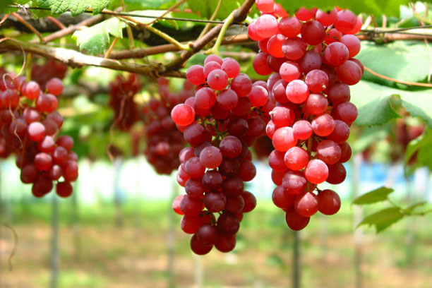 1_fruits_land.jpg