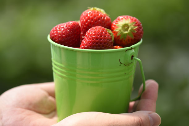 2_fruits_land.jpg
