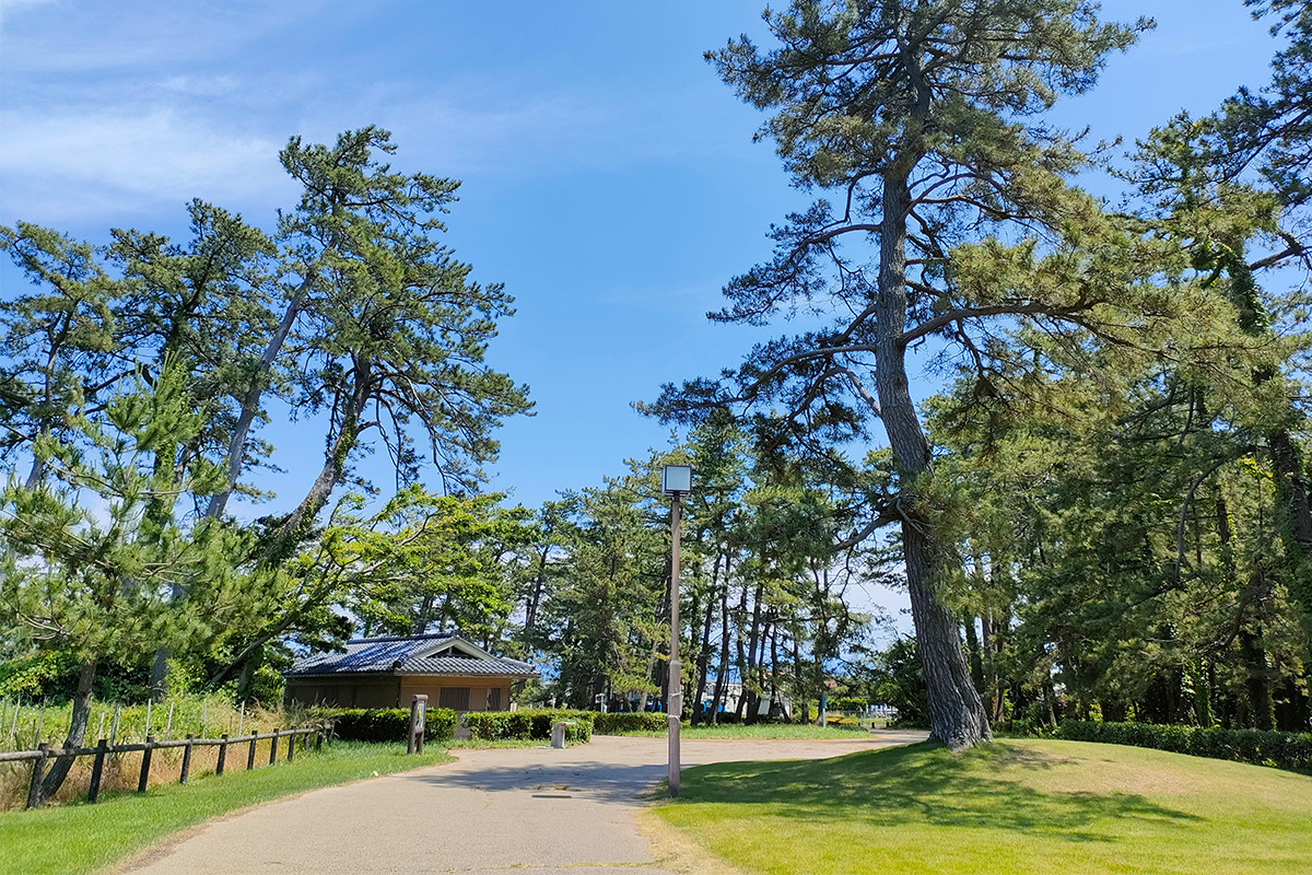 Beautiful pine trees at the Cape Amagozen