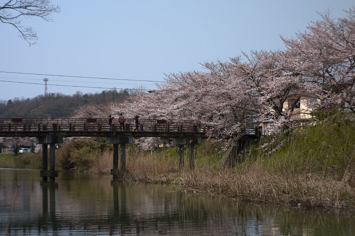 The river in spring season
