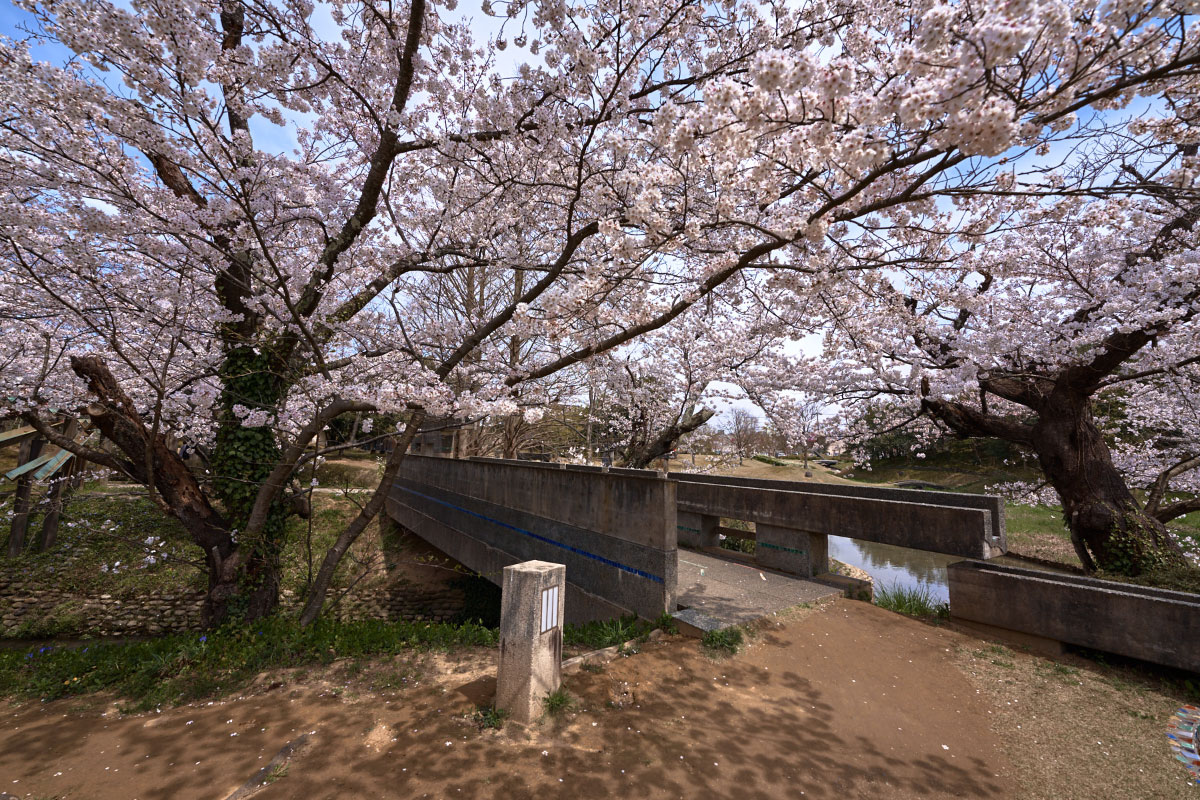 Charming cherry blossoms in bloom by Kyu-Daishoji River