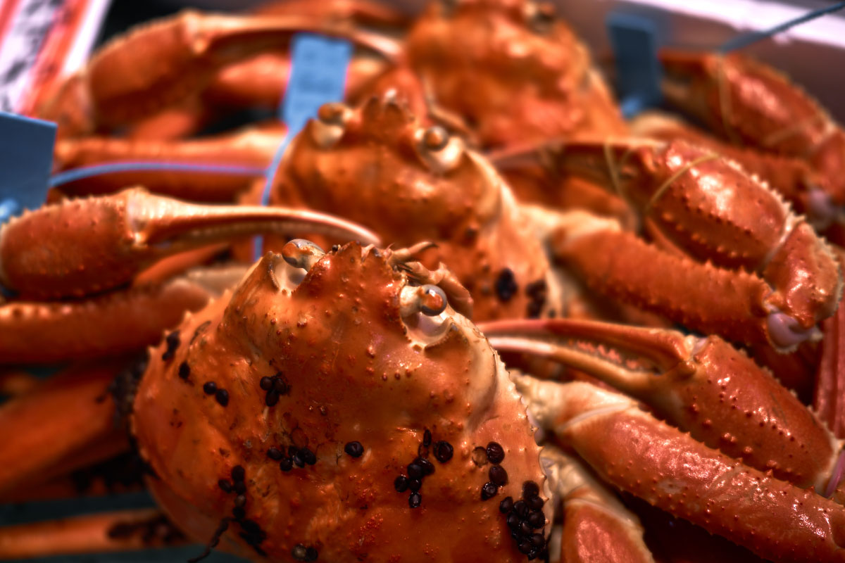 Snow crabs