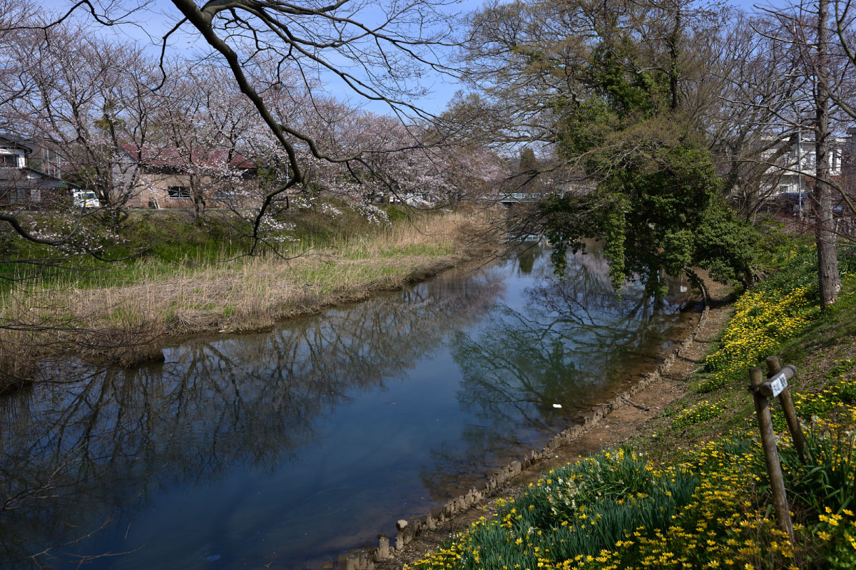 Cherry trees lining the river