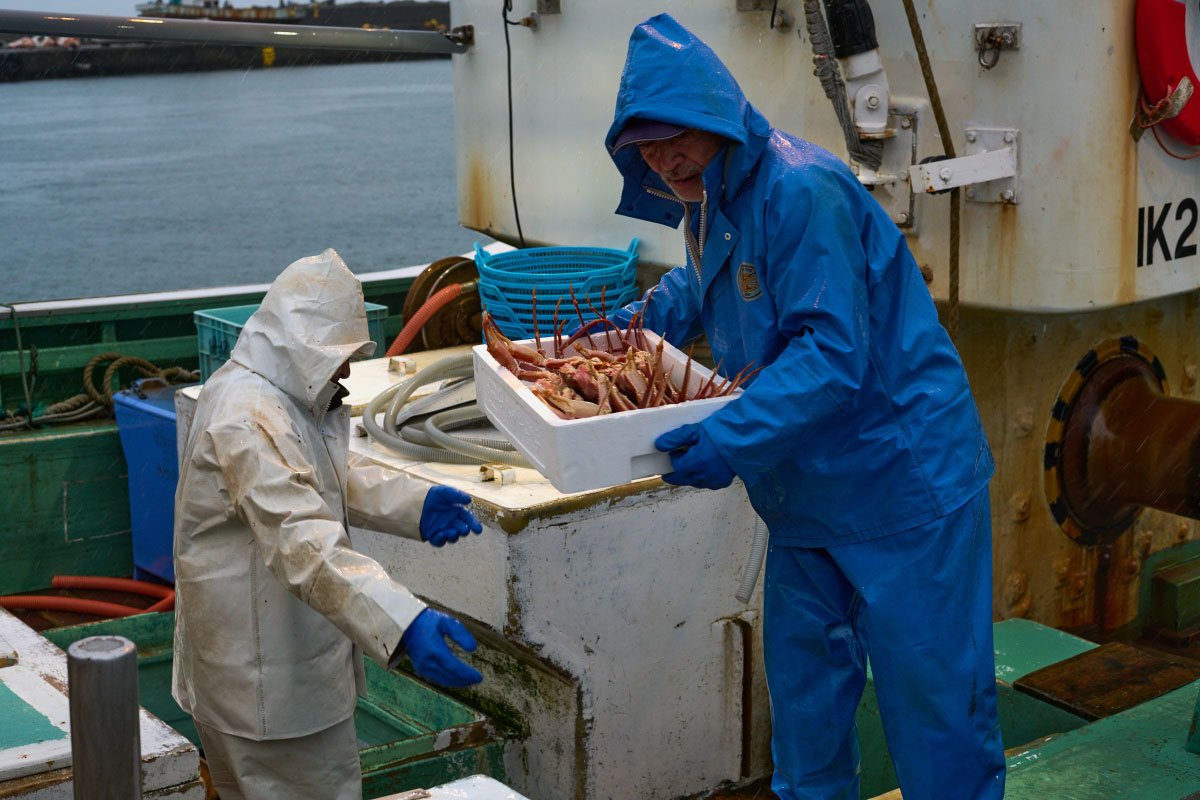 Fishermen at Hashitate’s fishing port with fresh snow crabs