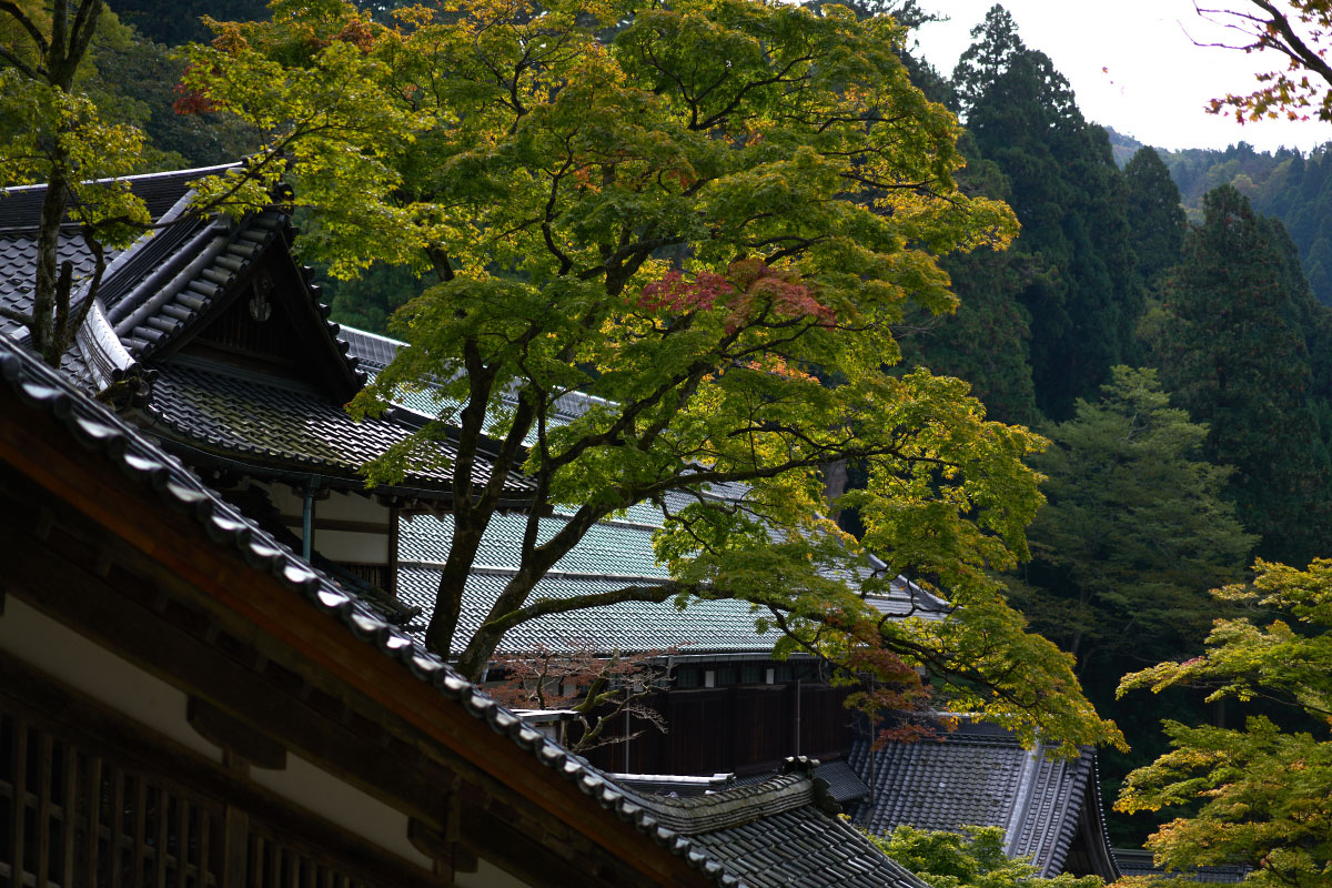 Sorrounded by trees