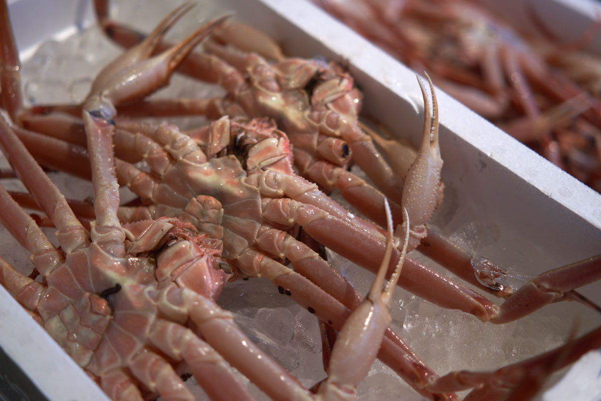 Snow crabs are the pride of the whole region
