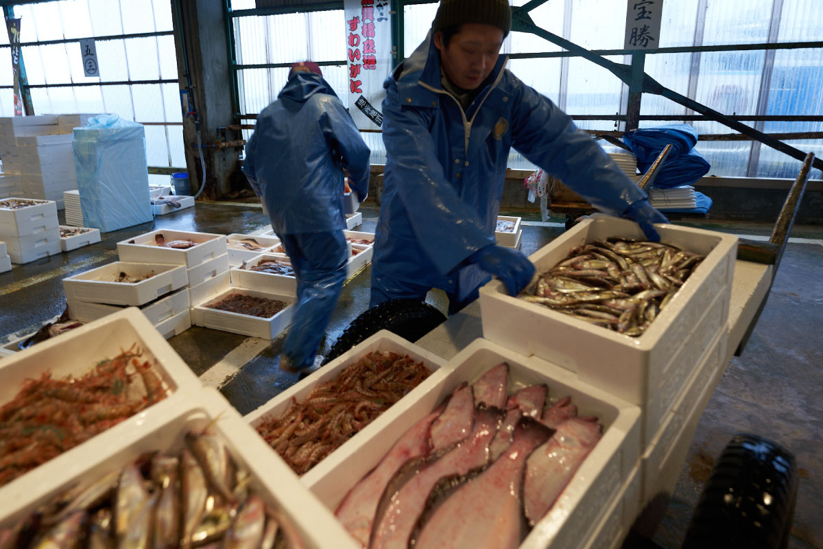 Fish are sorted into groups according to species and size