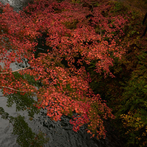 autumn.jpg