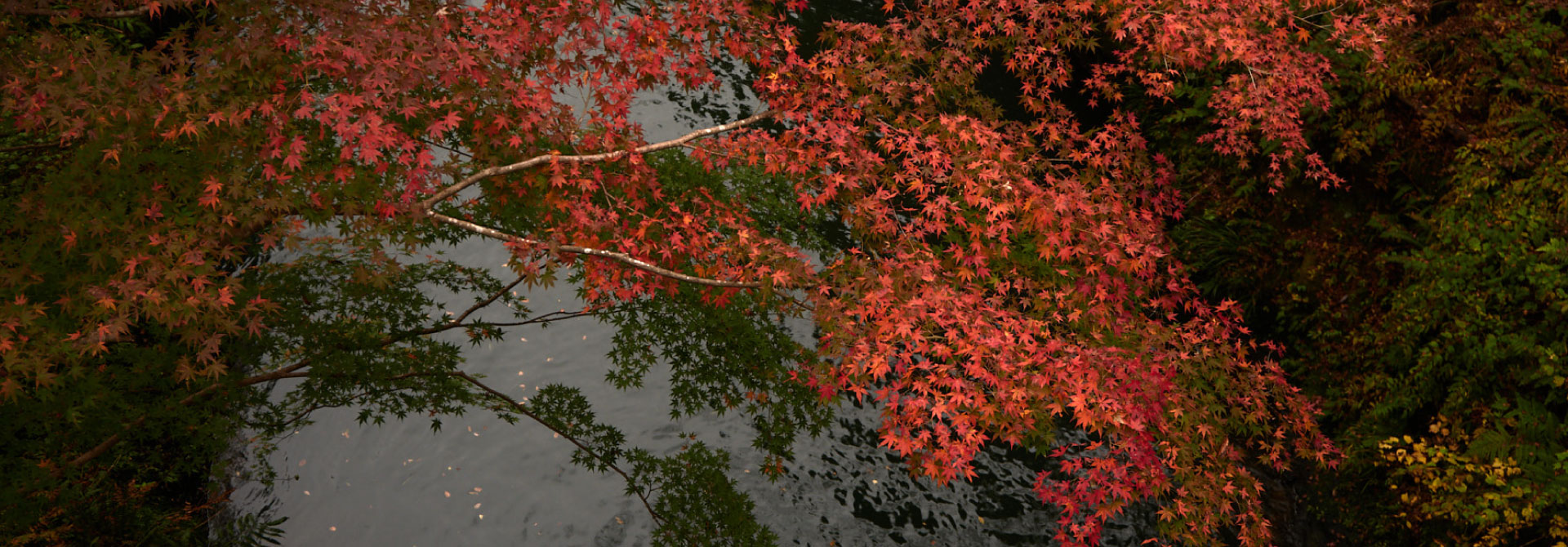 autumn.jpg
