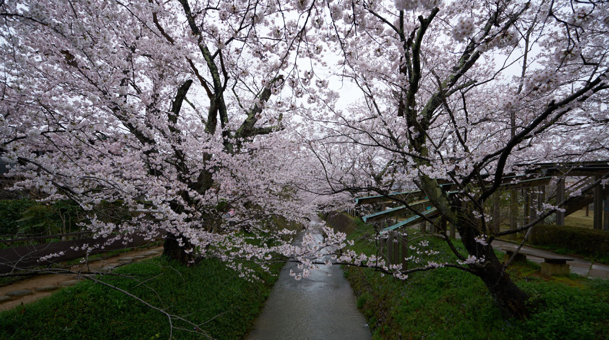 Daishoji