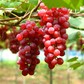 1_fruits_land.jpg